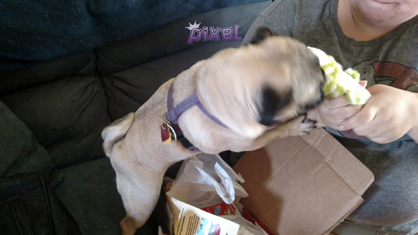 PixelPugBox-12